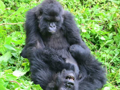 Mengenal Dampak Sosialitas pada Gorila: Manfaat dan Risiko Tersembunyi