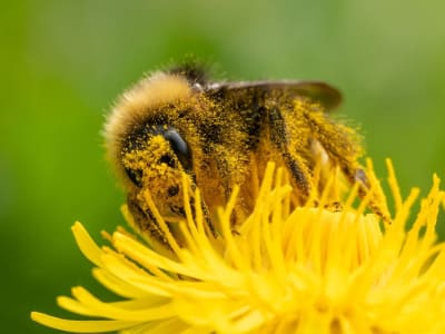 Perubahan Iklim Memperburuk Alergi Musiman di AS, Apa Dampaknya?