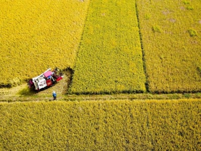 El Niño Dorong Hama Migran Serang Padi di Selatan Cina, Ancaman Ketahanan Pangan