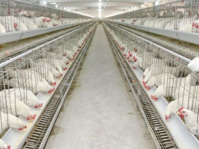 Bahaya Tersembunyi E. albertii di Daging Ayam Bangladesh dan Ancaman Resistensi Antibiotik