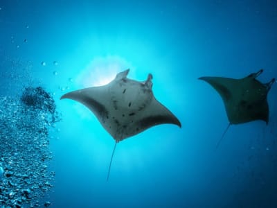 Belajar dari Ikan Pari Manta: Rahasia Formasi Renang untuk Robot Bawah Air Efisien