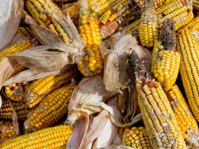 Terobosan Murah Ubah Jerami Jagung Jadi Gula Biofuel Ramah Lingkungan