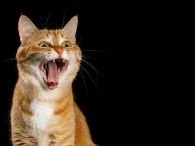 Baidu Kembangkan AI Terjemahkan Suara Hewan ke Bahasa Manusia