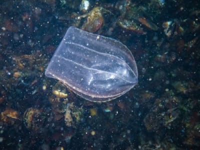 Penemuan Baru: Pengendalian Gen Jarak Jauh Tertua di Dunia Hewan Awal