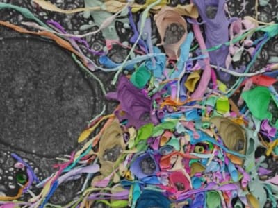 Cara Baru Memetakan Otak Tikus dengan Mikroskop Cahaya yang Lebih Murah dan Cepat