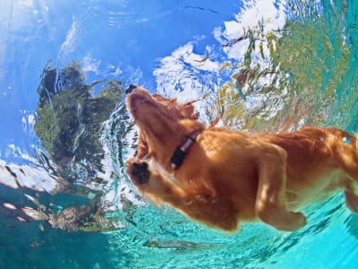 Robot Anjing Amfibi Baru: Gerak Lincah di Darat dan Air Seperti Anjing Asli