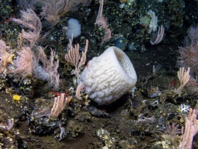 Mengungkap Misteri Laut Dalam: Hanya Sedikit Dasar Laut yang Telah Dieksplorasi