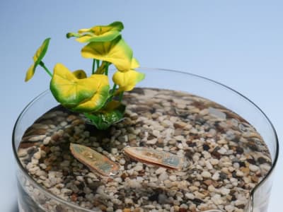 Robot Mini Edible: Solusi Ramah Lingkungan untuk Pantau Kualitas Air