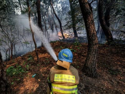 Pemanasan Global Membuat Hutan Tropis Kehilangan Kemampuan Fotosintesis