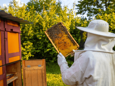 Dampak Suhu Malam dan Penggunaan Lahan terhadap Penurunan Populasi Lebah di Jerman