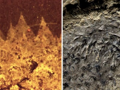 Fosil Kambrium Terungkap: Shishania Bukan Mollusc, Melainkan Hewan Kantung Berduri