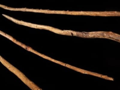 Penemuan Ada Tombak Neanderthal Berusia 200 Ribu Tahun di Jerman