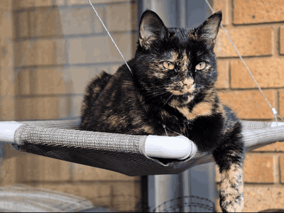 Honor Luncurkan Fitur AI Baru Ubah Gambar Jadi Video di Ponsel Terbarunya