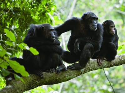 Simpanse Menggunakan Ritme Drumming untuk Berkomunikasi, Cikal Bakal Musik Manusia