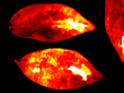 Ilmuwan Temukan Semua Makhluk Hidup Memancarkan Cahaya hingga Mati