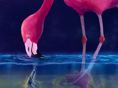 Flamingo Membuat Pusaran Air untuk Menangkap Mangsa Hidup: Temuan Baru Mengubah Cara Makan Mereka