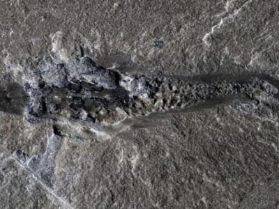 Mosura Fentoni: Predator Laut Kuno yang Ungkap Evolusi Arthropoda