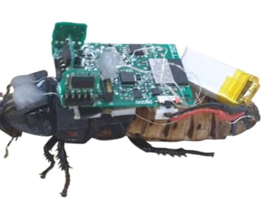 Metode Kendali Cahaya UV untuk Serangga Cyborg Tanpa Prosedur Invasif