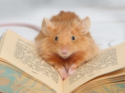 Kode Genetik Manusia yang Memperbesar Otak Tikus Sebesar 6,5%