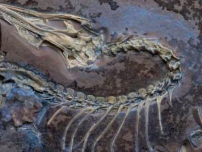 Fosil Archaeopteryx Baru Ungkap Rahasia Terbang Burung Prasejarah