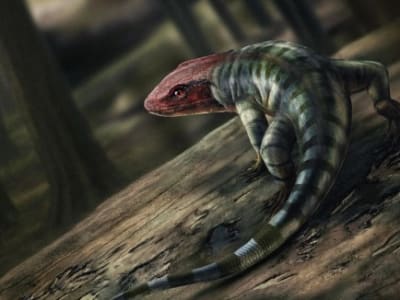 Jejak Cakar Fosil di Australia Ungkap Amniota Tertua Muncul 355 Juta Tahun Lalu