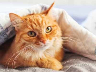 Penemuan Genetik Unik di Balik Warna Oranye Kucing Domestik