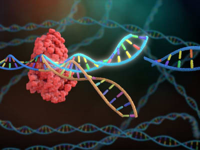 Terobosan Terapi Gen CRISPR Personalisasi Sembuhkan Bayi Dengan Penyakit Langka