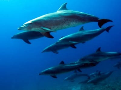 Menggunakan AI untuk Membuka Rahasia Komunikasi Lumba-Lumba Bottlenose