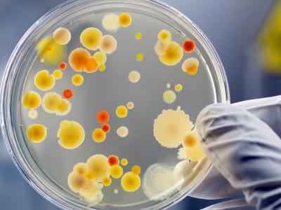 Mikroba Chonkus: Solusi Alami Cepat Tangkap Karbon dioksida untuk Atasi Perubahan Iklim