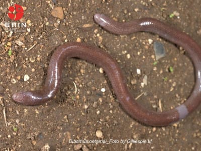 BRIN Temukan Spesies Kadal Buta Baru yang Hanya Ada di Pulau Buton
