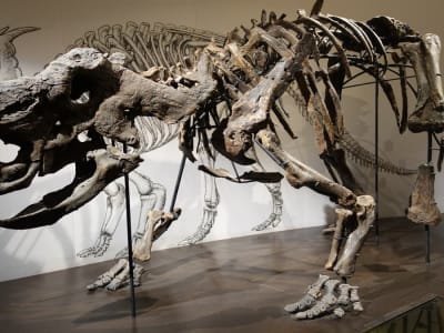 Penemuan Fosil Padat di Alberta Ungkap Kisah Tragedi Kawanan Dinosaurus