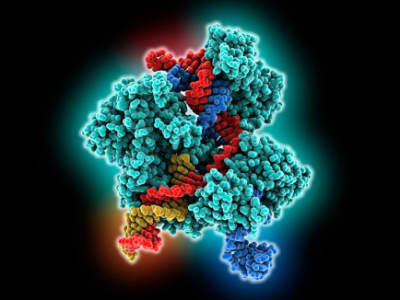 Penggunaan Perdana Prime Editing untuk Terapi Penyakit Imun Langka
