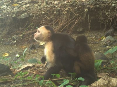 Fenomena Monyet Capuchin Menculik Bayi Howler di Pulau Jicarón Panama