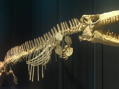 Penemuan Fosil Mosasaur Raksasa Ungkap Laut Prasejarah Mississippi