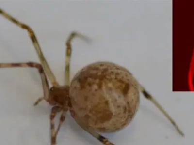 CRISPR-Ubah Sutra Laba-Laba Jadi Merah Fluoresen Pertama di Dunia