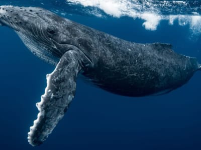 Penemuan Baru: Paus Bungkuk Melakukan Migrasi, Makan, dan Kawin Bersamaan