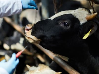 Vaksin mRNA Baru untuk Flu Burung pada Sapi Redam Risiko Pandemi