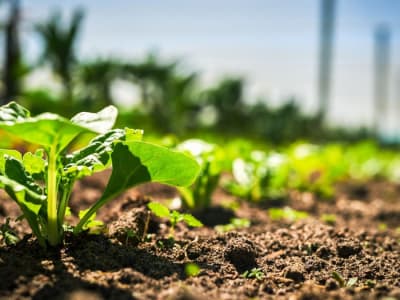 Penemuan Bayam Liar Asia Tengah Selamatkan Produksi Bayam dari Penyakit Mematikan