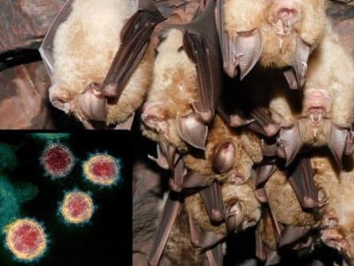 Asal Usul Virus Corona Terungkap dari Kelelawar di Laos dan China