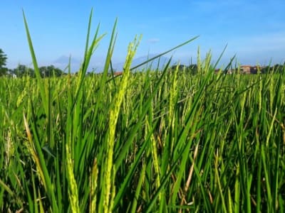 Tanaman Padi Bisa Turun Wariskan Ketahanan Dingin Tanpa Ubah DNA