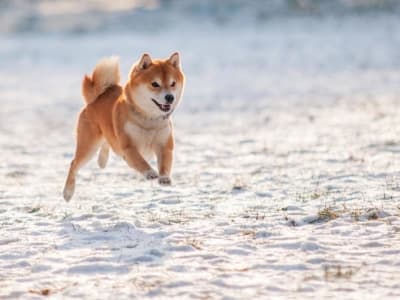 Shiba Inu Turun 84%, Apakah Saatnya Beli Token Meme Ini?