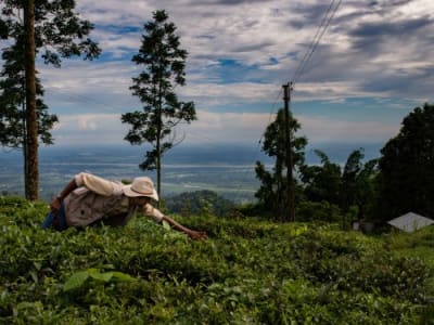 Dari Kebun Teh Bangkrut ke Startup Iklim, Alt Carbon Angkat Peran Penghilangan Karbon
