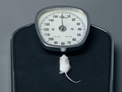 Peran Penting Asam Amino Sistein dalam Penurunan Berat Badan Cepat pada Tikus