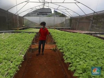 Tanaman Terbaik untuk Ketahanan Pangan Kota Saat Kiamat Nuklir
