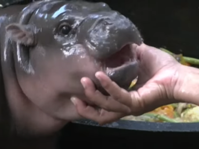 Robinhood Tambah Dua Meme Coin Solana, Pasar Kripto AS Makin Ramai