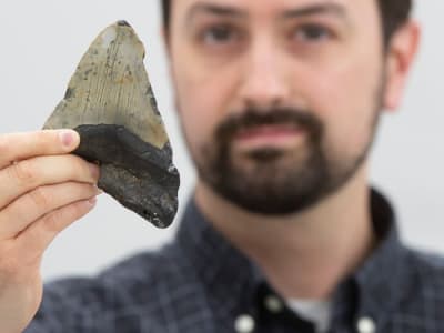 Megalodon: Predator Laut Raksasa yang Lebih Fleksibel dari yang Diperkirakan
