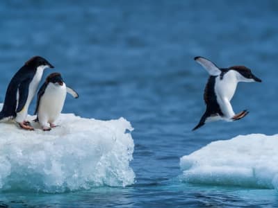Peran Penting Kotoran Penguin dalam Membentuk Awan dan Melindungi Antartika