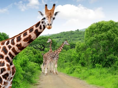 Penelitian Padi Tahan Dingin Tunjukkan Teori Lamarck Kembali Hidup