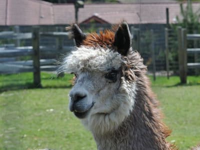 Alpaca Finance Akan Tutup Pada 2025 Karena Model Bisnis DeFi Tidak Berkelanjutan