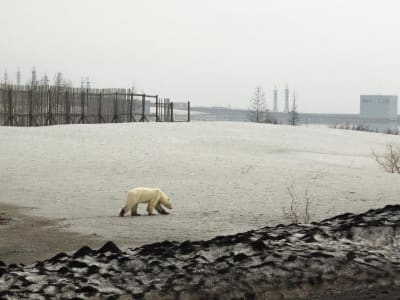 Dampak Parah Perubahan Iklim: Es di Kutub Mencair Lebih Cepat dari Perkiraan